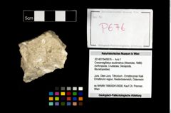 Foto (Objekt + Etikett) von Cracensigillatus acutirostrus (Moericke, 1889)  (NHMW-GEO-2014-0194-0676)